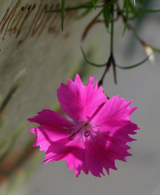 Nelke / Carnation