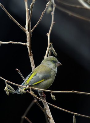  Grnfink / European Greenfinch