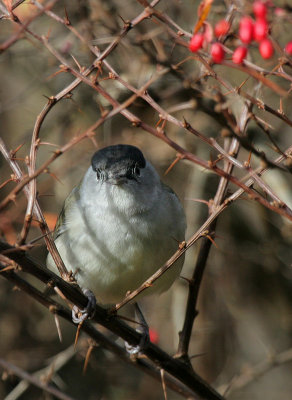 Mnchsgrasmcke/ Eurasian Blackcap