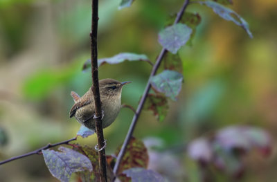 Zaunknig / Winter Wren