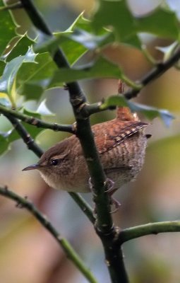 Zaunknig / Winter Wren