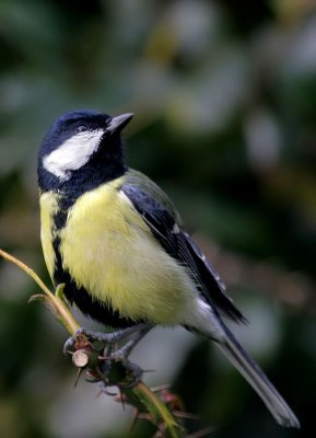 Kohlmeise / Great Tit