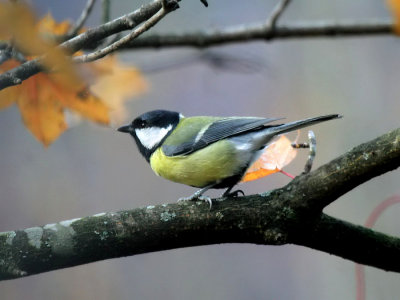 Kohlmeise / Great Tit