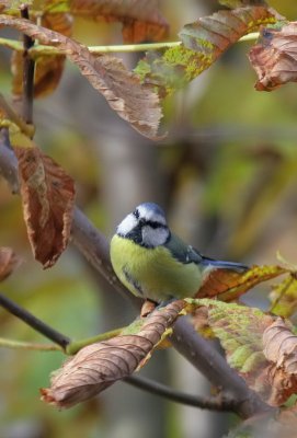 Blaumeise / Blue Tit