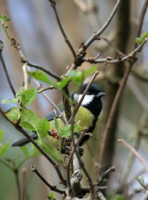 Kohlmeise / Great Tit