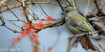  Grnfink / European Greenfinch