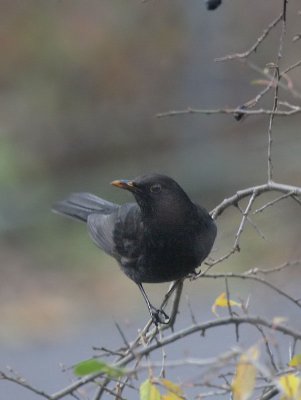 Amsel / Common Blackbird