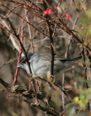 Mnchsgrasmcke/ Eurasian Blackcap