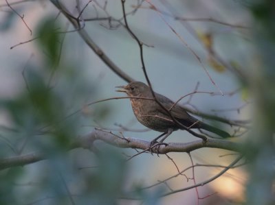 Amsel / Common Blackbird