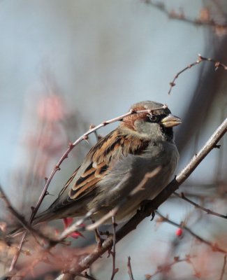 Haussperling / House Sparrow