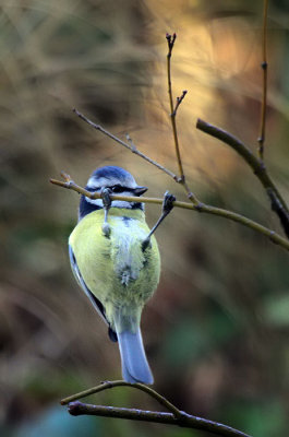 Blaumeise / Blue Tit