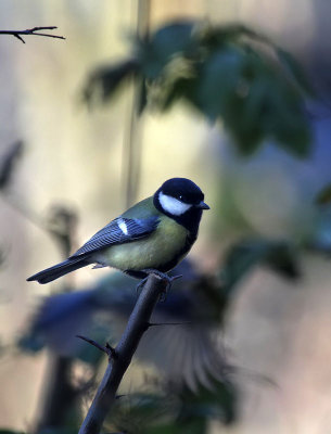 Kohlmeise / Great Tit