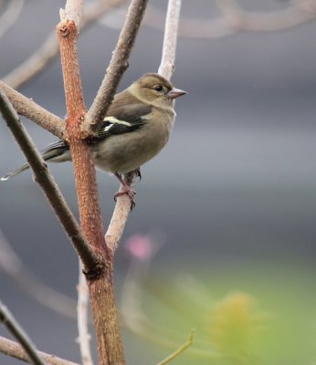 Buchfink / Common Chaffinch