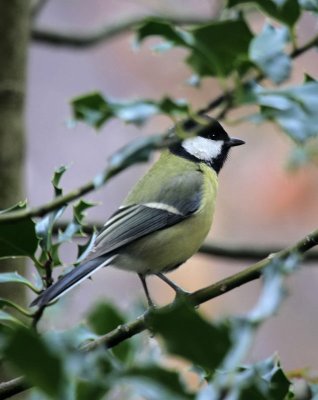 Kohlmeise / Great Tit