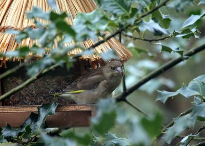  Grnfink / European Greenfinch