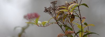 Fog in my Backyard