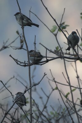 Haussperlinge / House Sparrows
