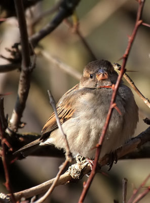 Haussperling / House Sparrow