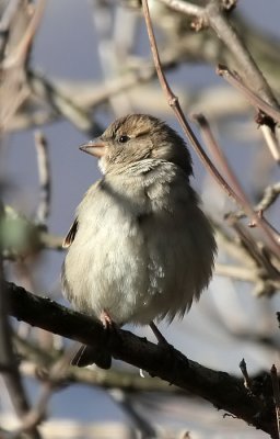 Haussperling / House Sparrow