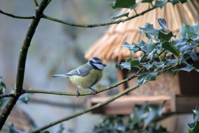 Blaumeise / Blue Tit