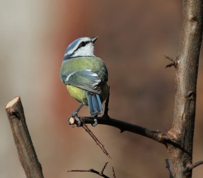 Blaumeise / Blue Tit