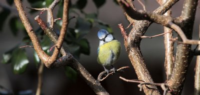 Blaumeise / Blue Tit