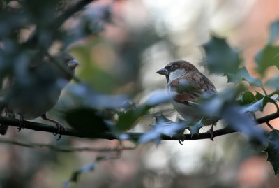 Haussperlinge / House Sparrows