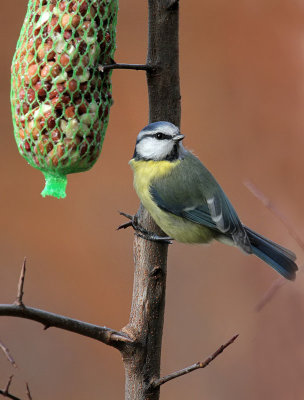 Blaumeise / Blue Tit