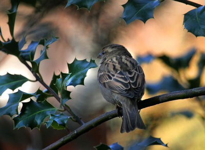 Haussperling / House Sparrow