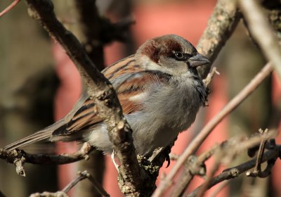 Haussperling / House Sparrow