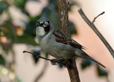 Haussperling / House Sparrow