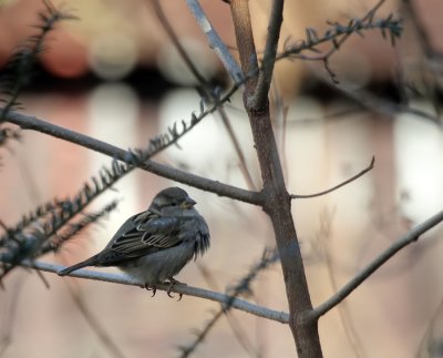 Haussperling / House Sparrow