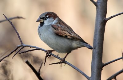 Haussperling / House Sparrow