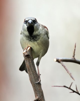Haussperling / House Sparrow