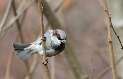 Haussperling / House Sparrow