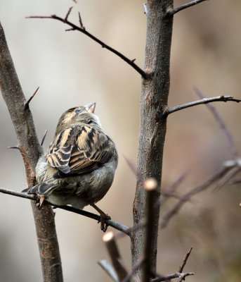 Haussperling / House Sparrow