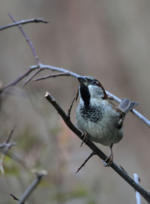 Haussperling / House Sparrow