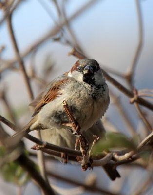 Haussperling / House Sparrow