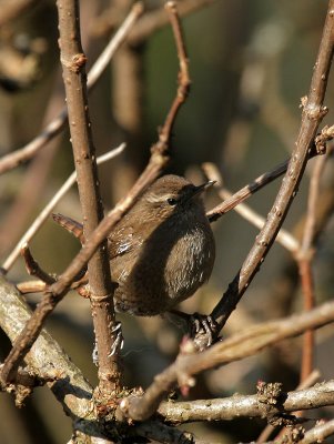 Zaunknig / Winter Wren