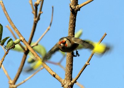 Distelfink / European Goldfinch