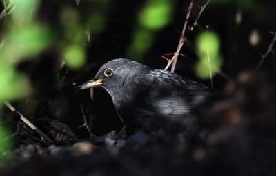 Amsel / Common Blackbird