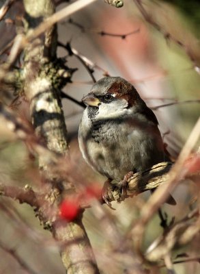 Haussperling / House Sparrow