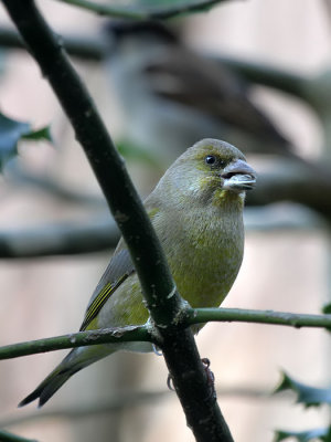  Grnfink / European Greenfinch