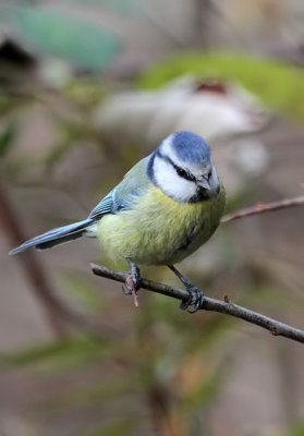 Blaumeise / Blue Tit