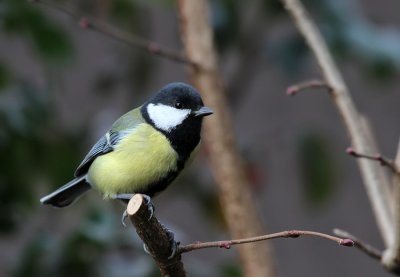 Kohlmeise / Great Tit