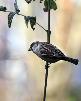 Haussperling / House Sparrow