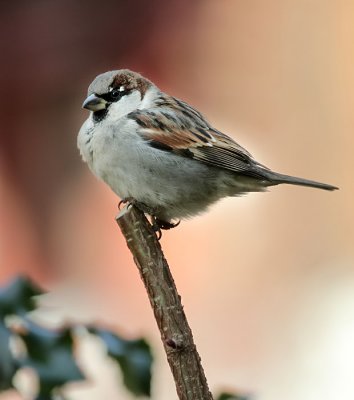 Haussperling / House Sparrow