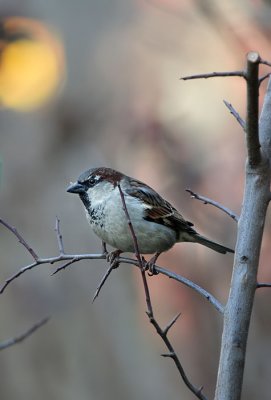 Haussperling / House Sparrow