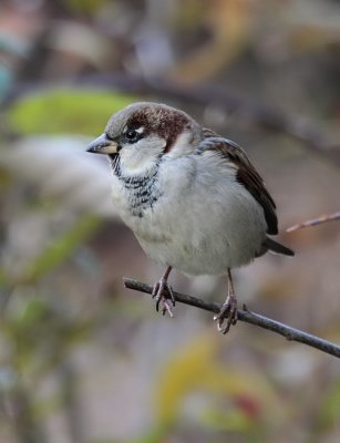 Haussperling / House Sparrow