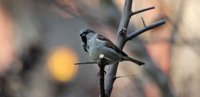 Haussperling / House Sparrow